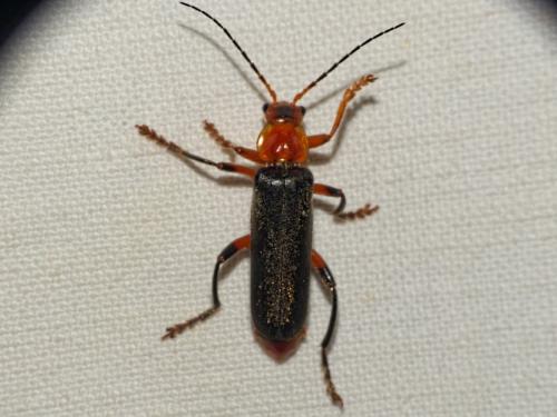 Réf. 343 170 : Cantharis livida